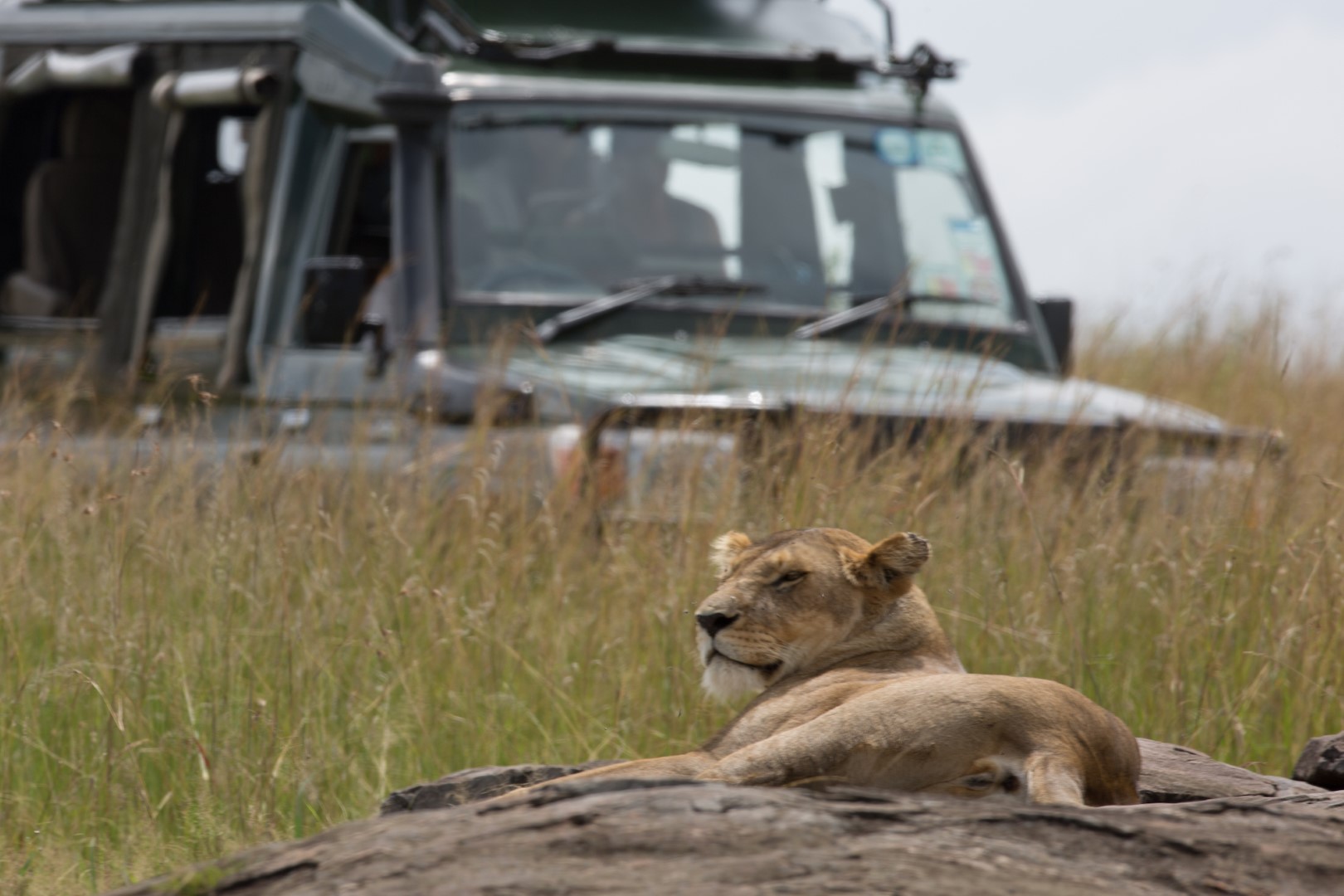 wp-content/uploads/itineraries/Kenya/SkySafari/sand-river-game-drive-lion-1 (Large).jpg